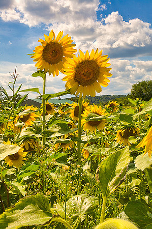 Sunflowers