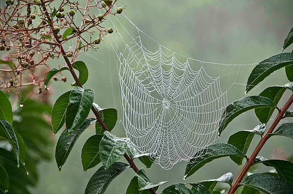 Spider Web