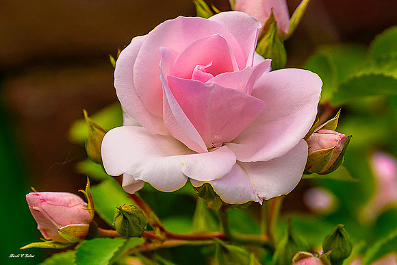 Rose