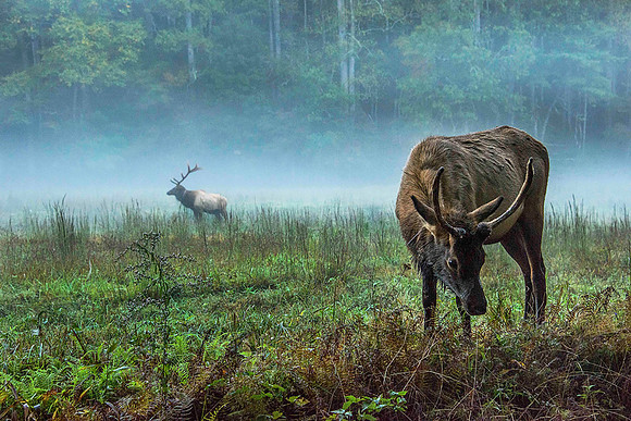Elk