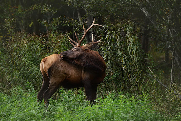 Ken Weaver_610_9887 Elk Scratching Back