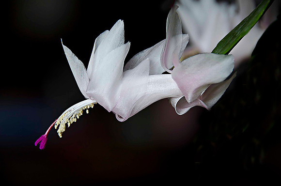 Cactus White