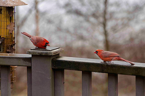 Cardinals Challenge