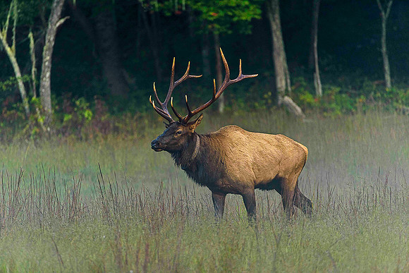 Alpha Elk