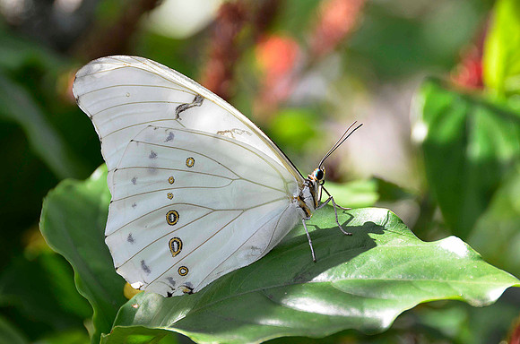 White Morpho