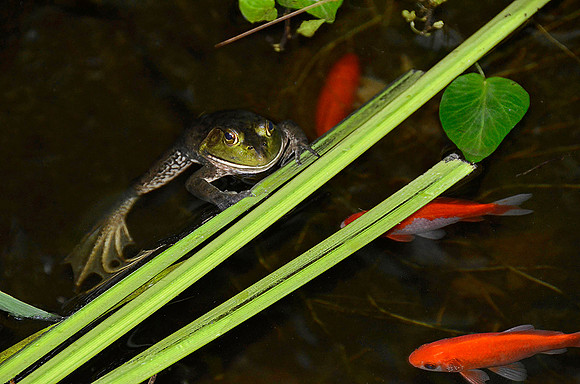 Koi Pond