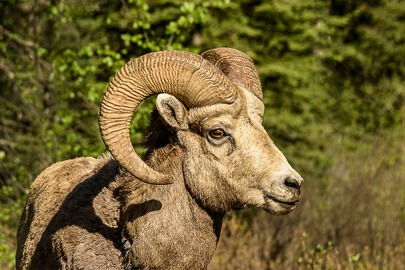 Mountain Sheep