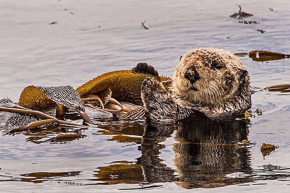 Sea Otter