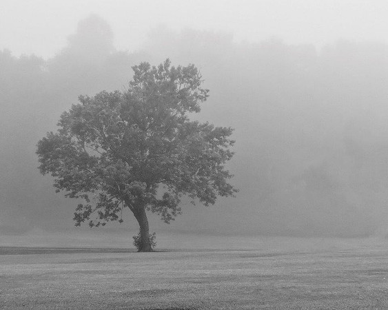 Fair Tree