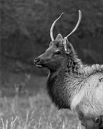 Fair Elk