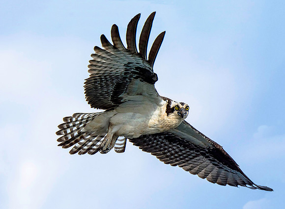 Osprey From a Boat