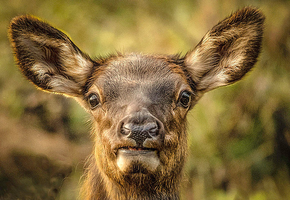 Young Elk