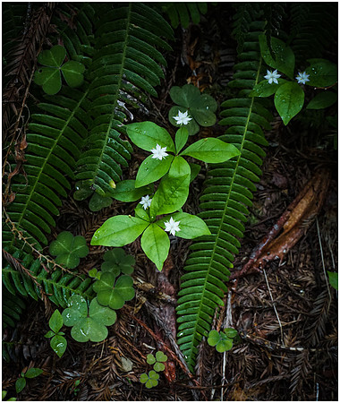 Forest Floor