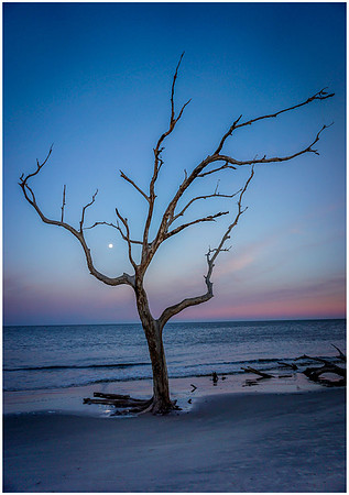 Ghost Tree