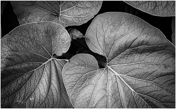 Three Leaves