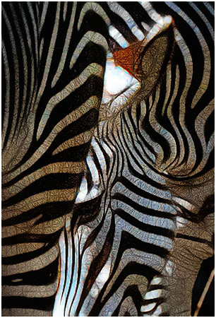 Wild Stripes