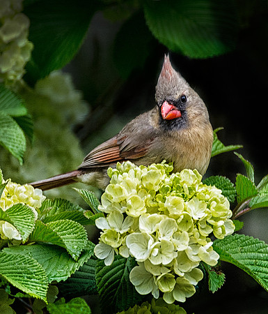 Cardinal in Laburnum Tree
