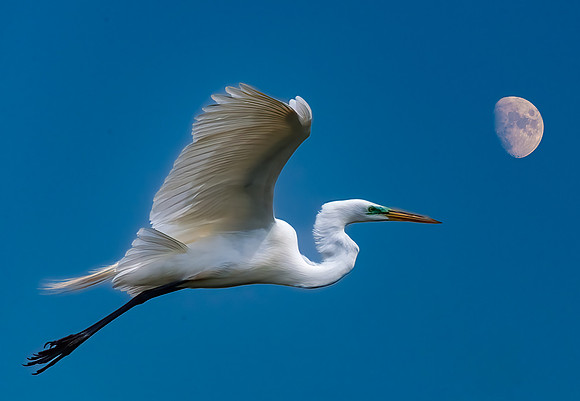 Great Egret Waxing Gibbous Moon-3
