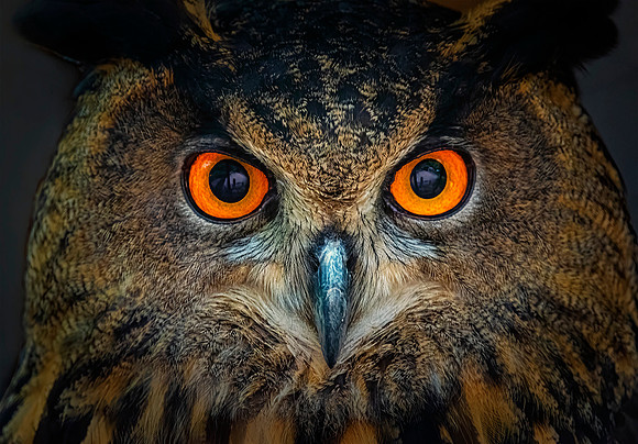 Eurasian Eagle Owl