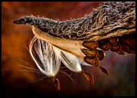 The Invention of Wings