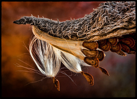 The Invention of Wings