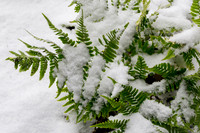 Snowy Fern