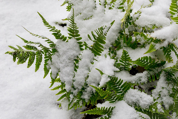 Snowy Fern
