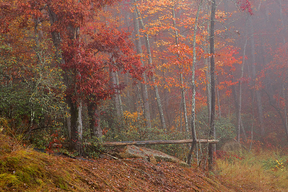 Foggy Fall in GreyRock