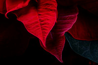 Poinsettia Beauty