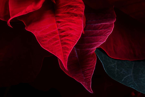 Poinsettia Beauty