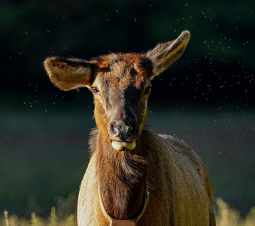 Young Elk