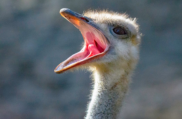 Riverbanks Zoo Ostrich