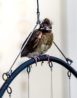 Fledgling Cardinal