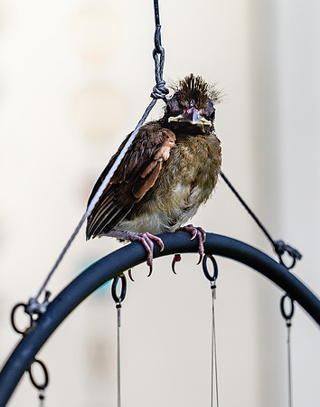Fledgling Cardinal