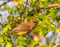 Cedar Waxwing