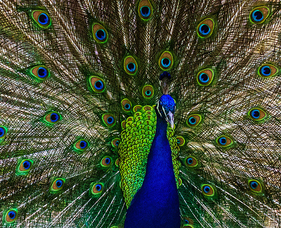 Peacock
