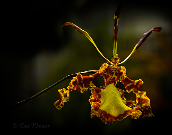3714 Biltmore Orchid Yellow and Rust