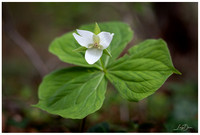 Trillium