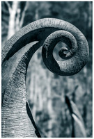 Fiddlehead Fern Sculpture - UNC Asheville Kellog Center