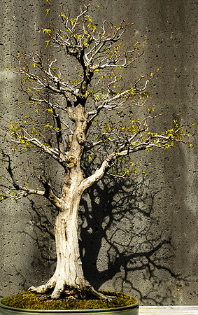 2_Bonsai in Spring