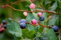 Blueberries