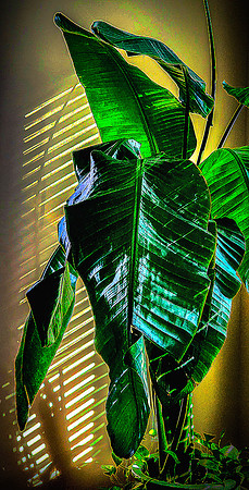 Late Afternoon Sun