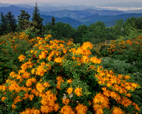 13_JDHannis_Roan Mountain Azaleas - Yellow_A