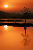 7_JDHannis_A New Day Arises - Orlando Wetlands Park Sunrise_A