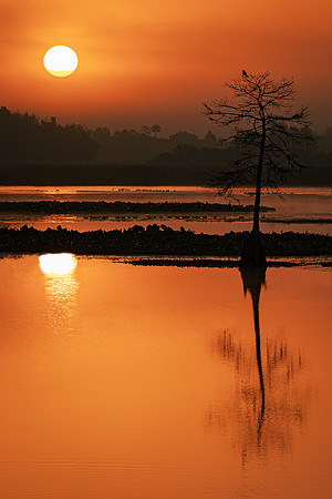 7_JDHannis_A New Day Arises - Orlando Wetlands Park Sunrise_A