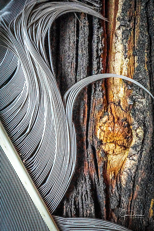 Jim Pierson - "Feather and Wood"