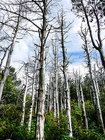 Tree Grove in Mills River