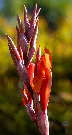 Orange Lily