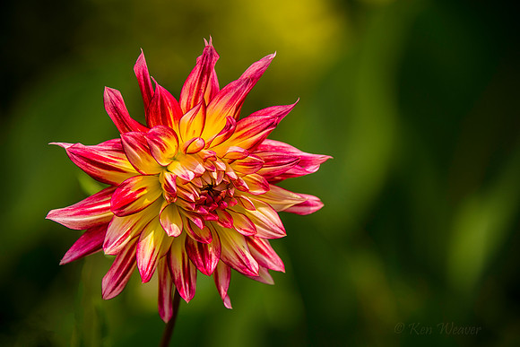 3637 Pink and Yellow Starlike Dahlia