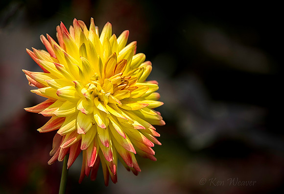 3636 Red Tipped Yellow Dahlia